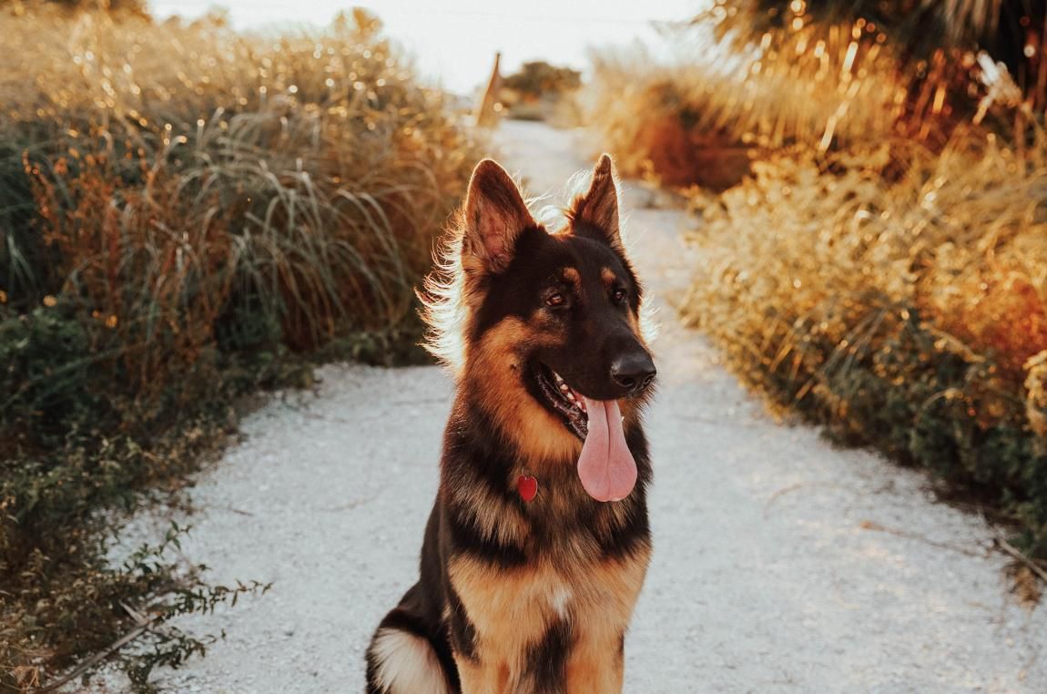 German Shepherd walking a path in Parrish, Florida