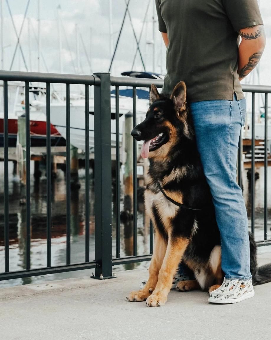 Jacob Soos working obedience with his German Shepherd