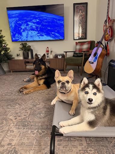Dogs practicing calm impulse control inside a home in Parrish, Florida