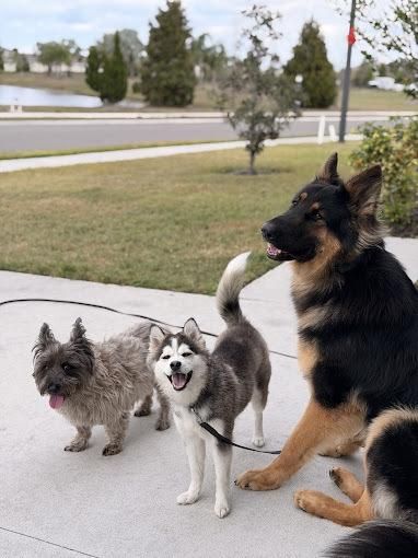 Dogs practicing socialization and impulse control outdoors in Parrish, Florida