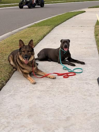 Dogs holding a down command during neighborhood obedience training in Parrish, Florida