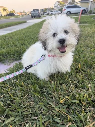 Young puppy practicing leash skills during puppy training in Parrish, Florida