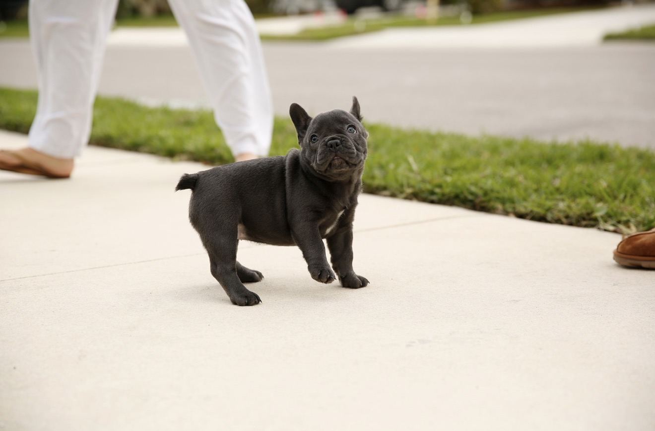 A French Bulldog puppy practicing leash walking during the Puppy Head Start Program in Parrish, Florida