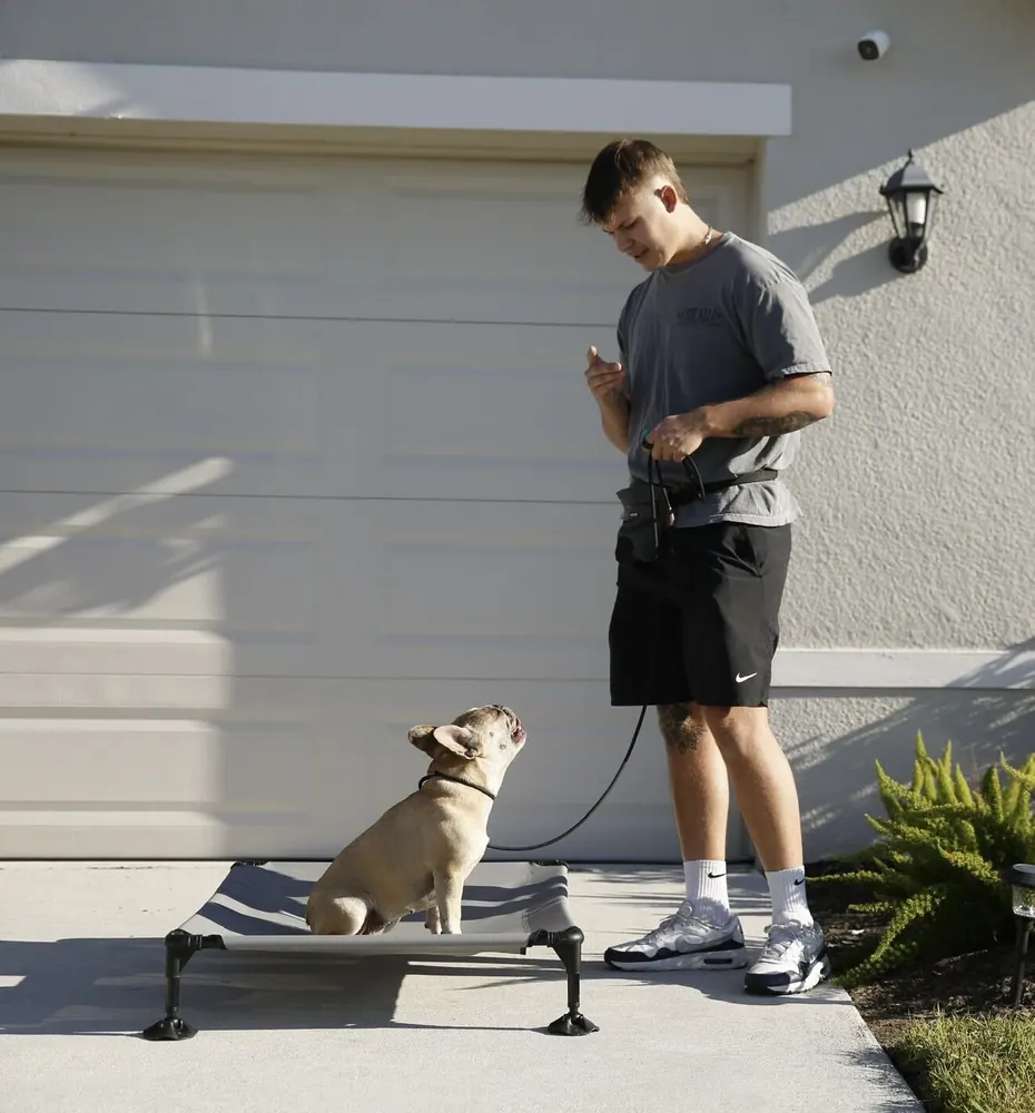 An adult French Bulldog practicing a wait command during behavioral training in Parrish, Florida