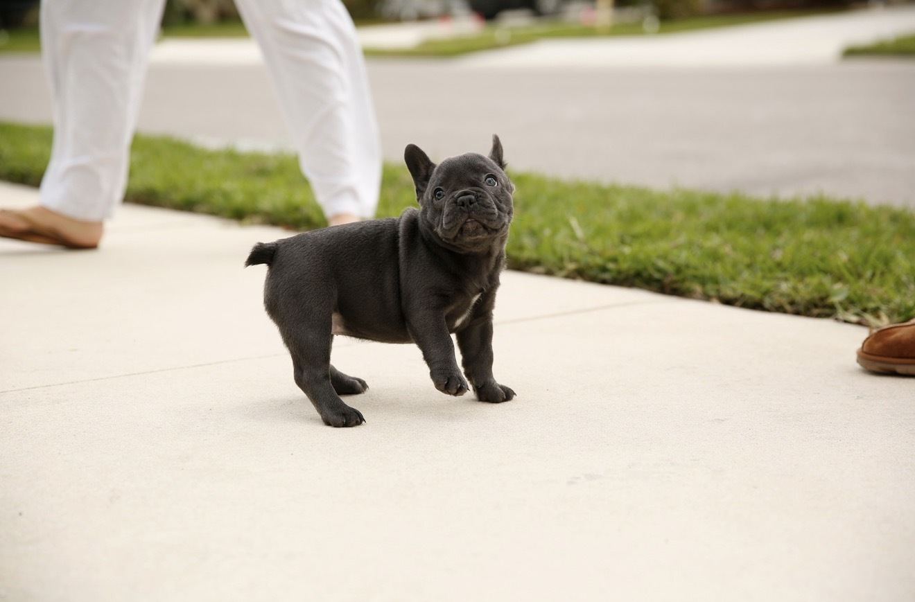 Young puppy practicing leash skills during puppy training in Parrish, Florida